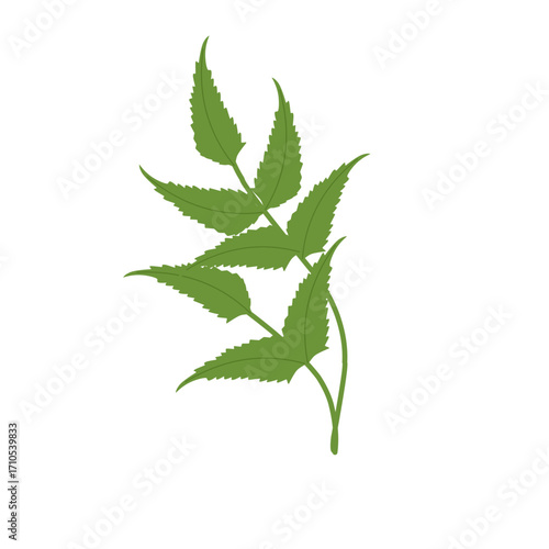 Illustration of a green fern leaf. Flat design of a fern leaf. Illustration of a wild grass. Illustration of a leaf 