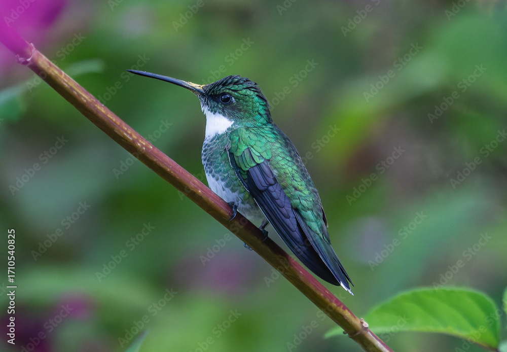 Fototapeta premium hummingbird on a branch
