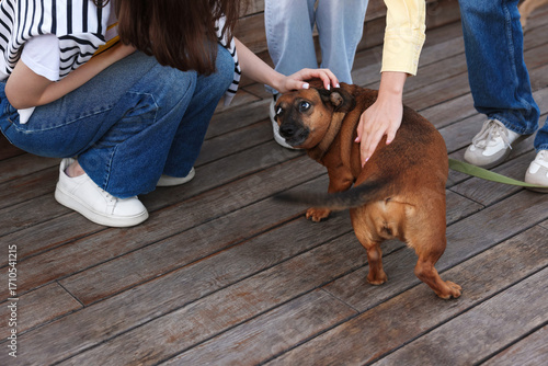 Obraz na plátně Walking with pet. Women stroking cute dog outdoors, closeup