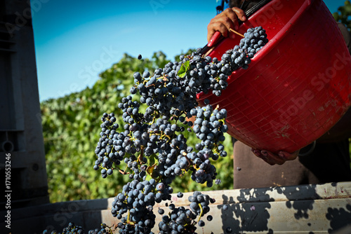 Bolgheri Cabernet Sauvignon grapes and vineyards in Tuscany for Supertuscan Sassicaia and Ornellaia wines