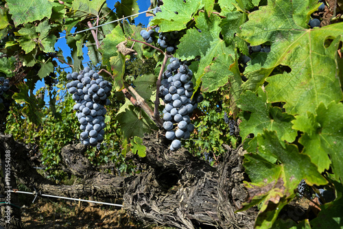 Bolgheri Cabernet Sauvignon grapes and vineyards in Tuscany for Supertuscan Sassicaia and Ornellaia wines