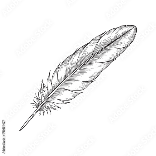 Single Bird Feather Hand-Drawn Sketch