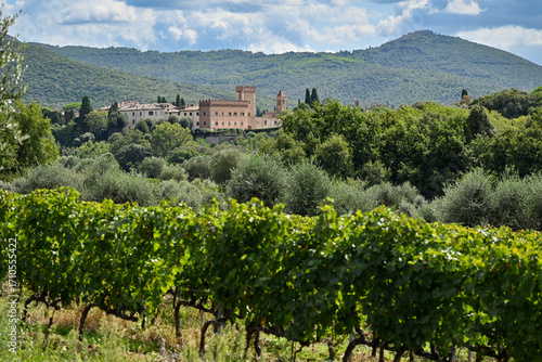 Bolgheri Cabernet Sauvignon grapes and vineyards in Tuscany for Supertuscan Sassicaia and Ornellaia wines