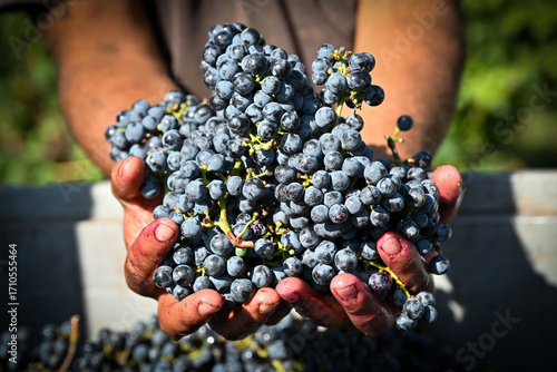 Tableau sur toile Bolgheri Cabernet Sauvignon grapes and vineyards in Tuscany for Supertuscan Sass