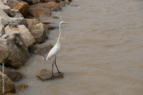 Little Egret white stepping