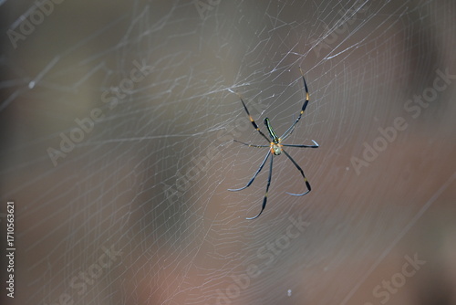 Nephila pilipes spider. Its other names golden orb weaver and giant golden orb weaver. This is a species of golden orb web spider. A big spider on its web in the forest.
