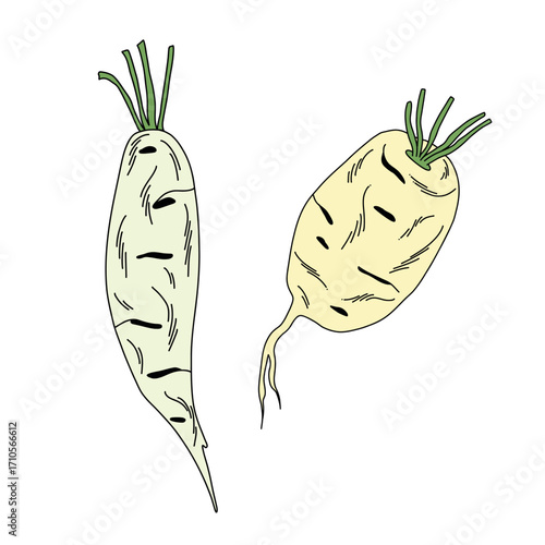 Set of Japanese radishes of different shapes with stems on white in doodle style