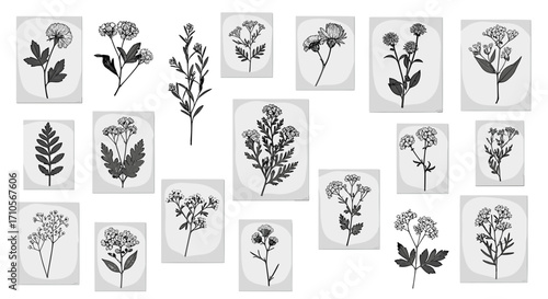 Botanical illustrations of various plants and flowers in monochrome style