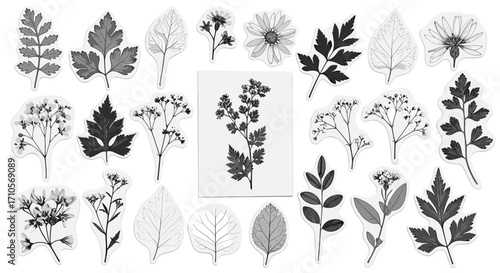 Arrangement of pressed botanical specimens on a white background view