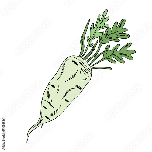 White raw daikon root with green stems and leaves in doodle style on white