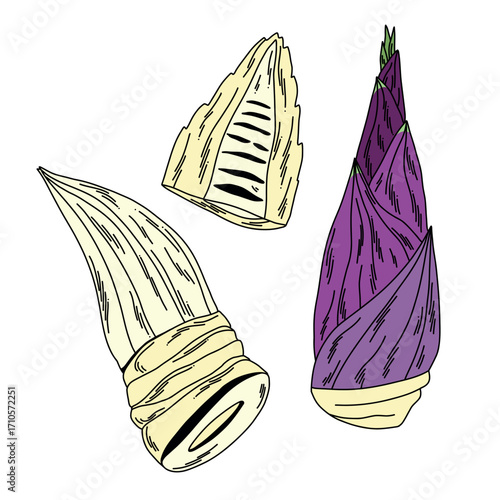 A set of raw bamboo shoots for eating and cooking in leaves and peeled