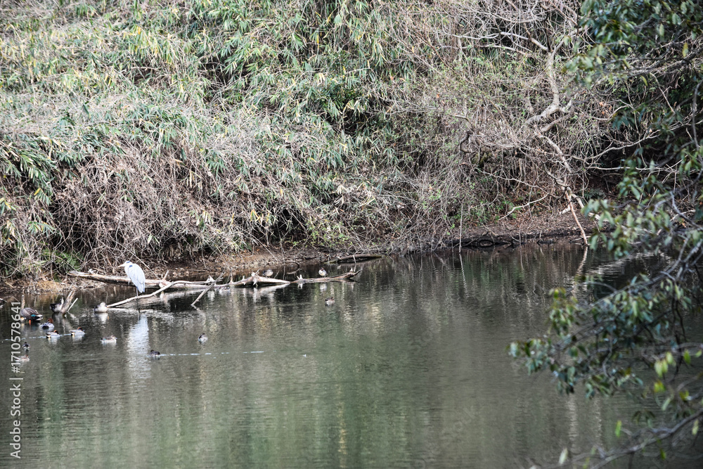 Fototapeta premium アオサギ