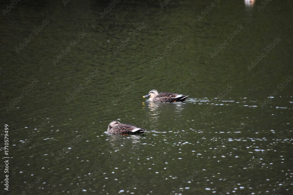 Fototapeta premium マガモ