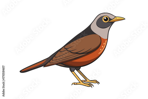 robin isolated on white background
