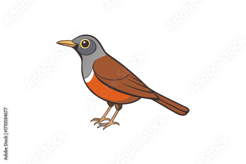 robin isolated on white background