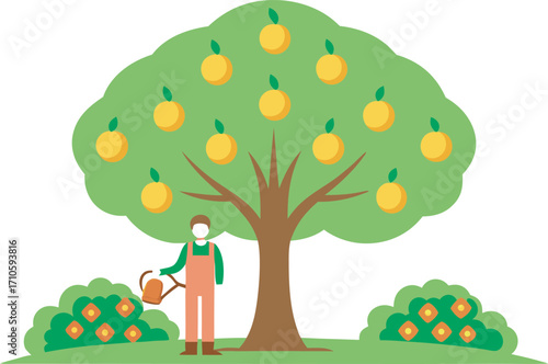 Person watering a fruit bearing tree in a garden