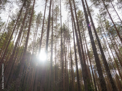 The sun shines through the tall trunks of pine trees in a coniferous forest