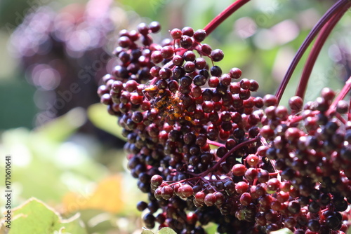 Vibrant elderberry growing in the summer sun.