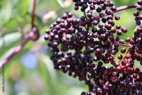 Vibrant elderberry growing in the summer sun.
