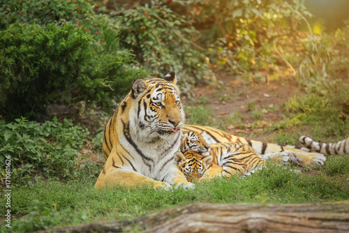 Tableau sur toile tigress lies with two cubs on the grass in the sun, family, mother's affection, animal life in the wild, Amur tiger, Panthera tigris altaica