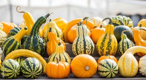 Variety of Gourds and Pumpkins