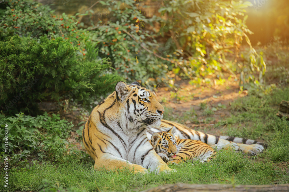 Fototapeta premium tigress lies with her cub in the sun's rays, life of animals in the wild, Amur tiger, Panthera tigris altaica. Environmental conservation.
