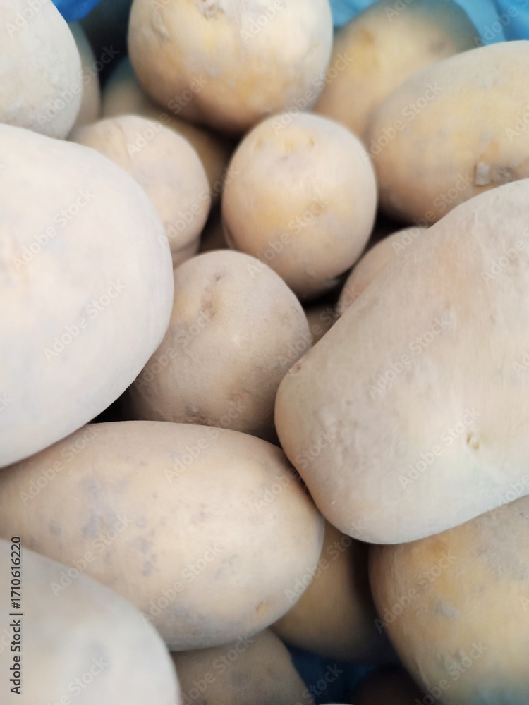 Fototapeta premium Agriculture. Freshly harvested potatoes in a bucket.