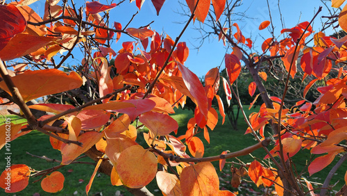 Fotografija Autumn colored tree leaves falling on green grass in autumn