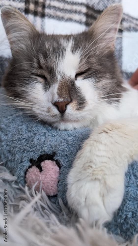 Vertical portrait clip of owner petting a white gray cat resting on a blue pillow