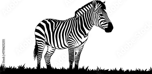 silhouette of zebra illustration vector isolated on white background zebra standing in open field 