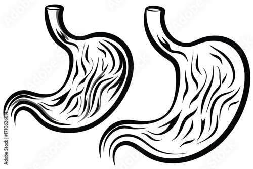Anatomical stomach silhouette shows detailed organ structure with rounded form and textured inner lining