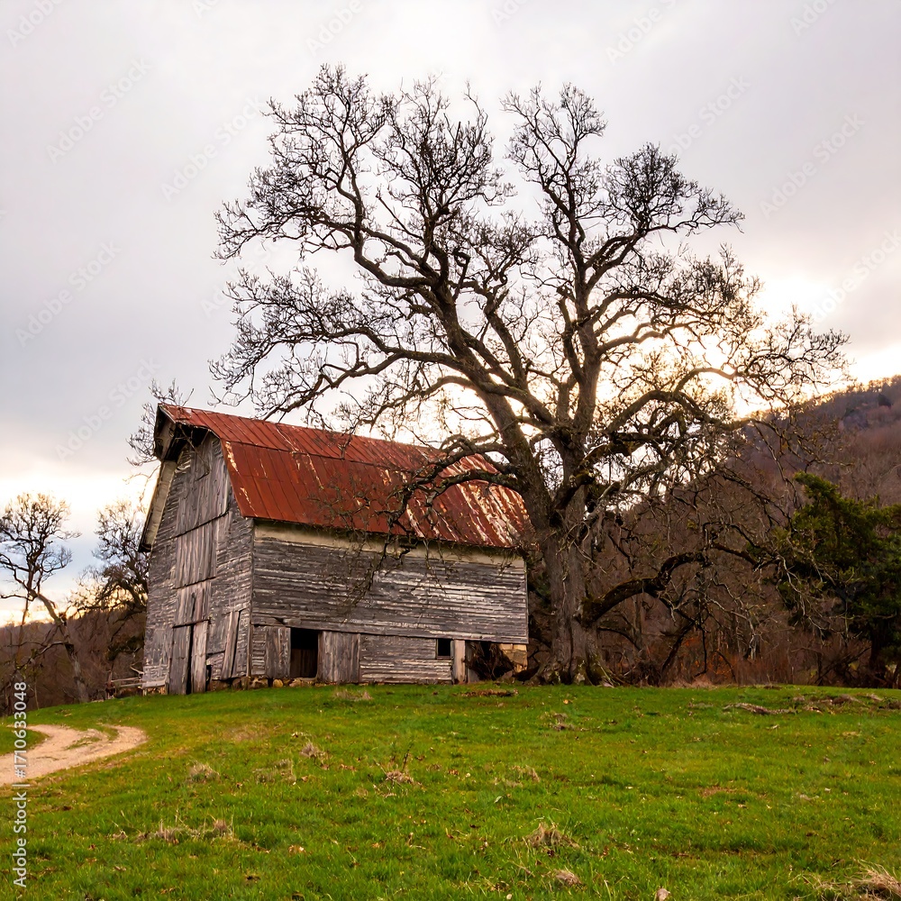 Fototapeta premium Rustic barn and large tree