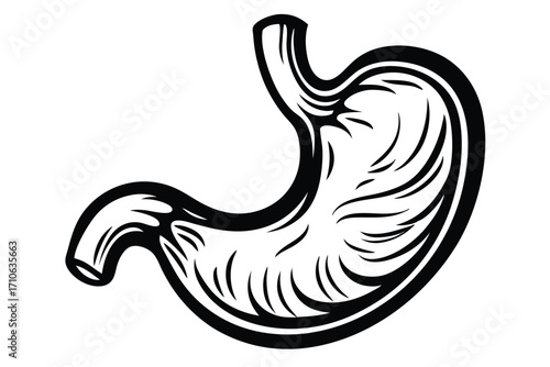 Black outline depicts a detailed drawing of the human stomach