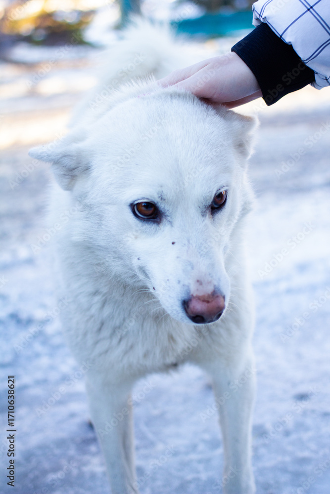 Naklejka premium White Siberian Laika being petted on the head against a snowy background. White husky like dog in wintertime Altai, Russia