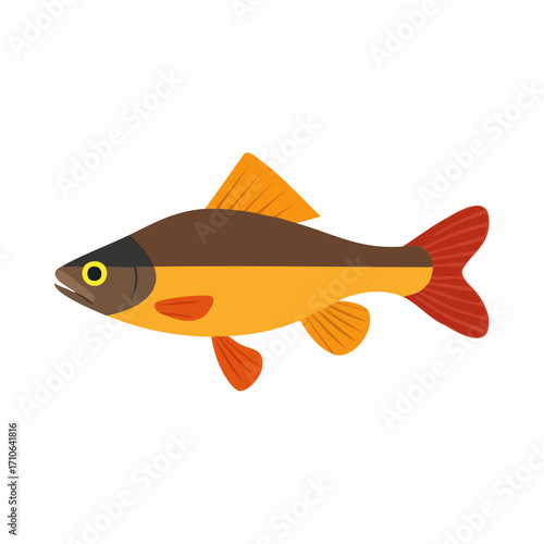 Colorful freshwater fish swimming underwater, illustration with fins and scales, aquatic animal and wildlife concept