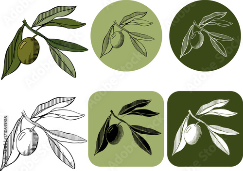 Olive berry branch with green leaves logotype. Vector graphic line ink colored illustration. olive solid pictogram. Banner, poster, wrapping paper, sticker, print, modern textile design.