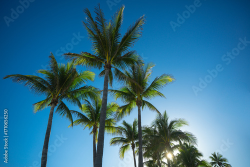 Wallpaper Mural Palm background. Summer paradise concept. Green jungle. Tropical background. Exotic summer vibes. Palm wallpaper. Palm leaves in sunlight. Tropical design pattern. Bali summer. Tropical design. Torontodigital.ca