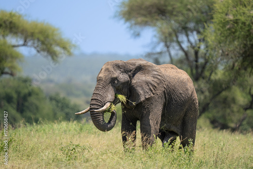 Photography Elephant in Africa in the field eating grass