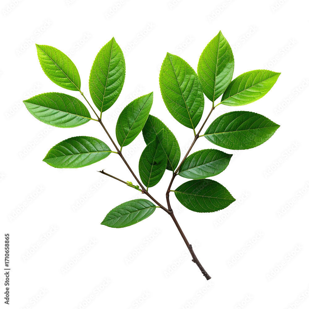 Fototapeta premium Two branches of vibrant green leaves