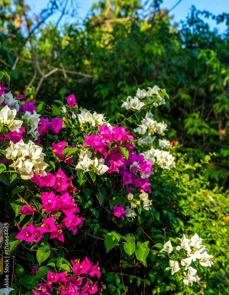 Fototapeta premium Vibrant bougainvillea flowers