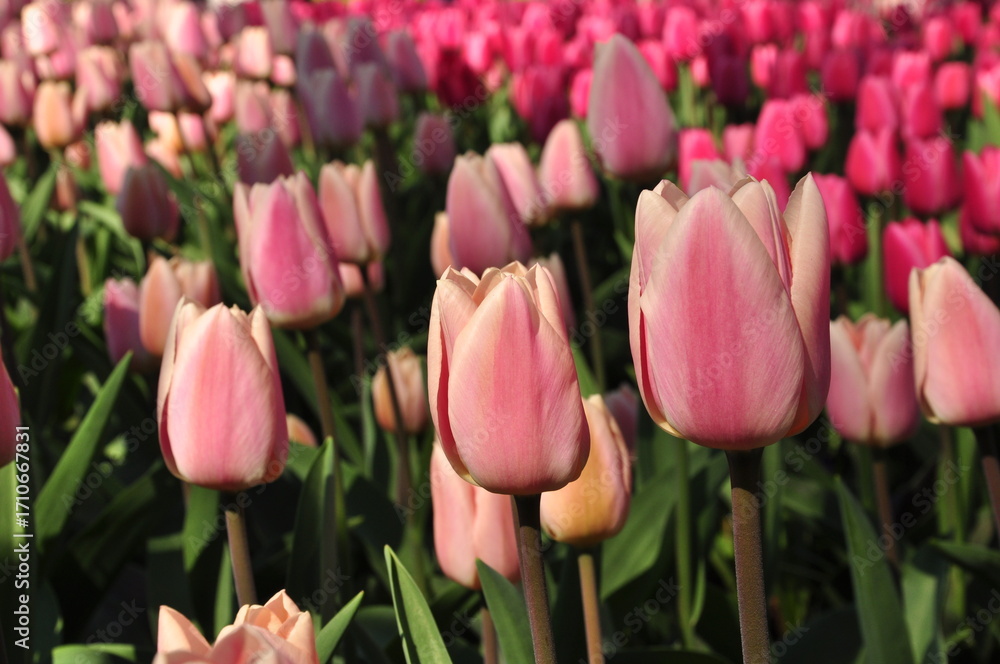 Fototapeta premium Colourful spring flowers in Holland, Netherlands