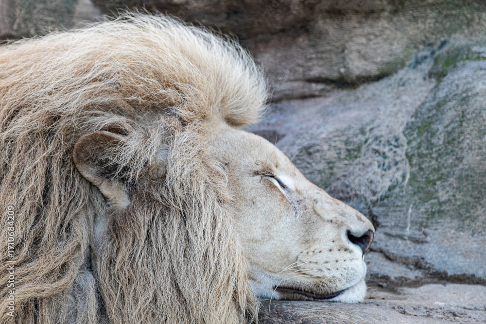 Naklejka premium A lion with a thick mane sleeps with its head resting on a rock. Close-up view of the face with calm expression and natural light.