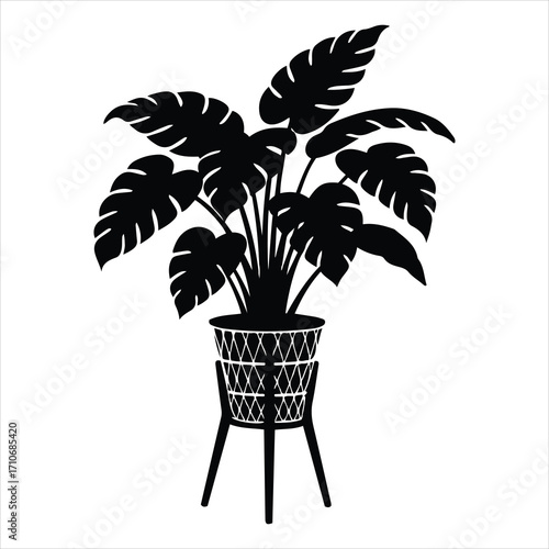 Silhouette of a monstera deliciosa plant in a decorative basket planter with legs