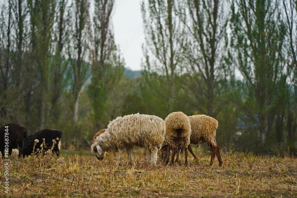 Fototapeta premium Sheep graze in a small field in the village. Domestic cattle breeding.