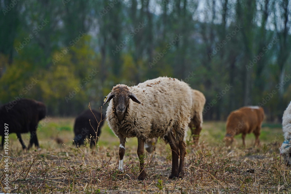 Fototapeta premium Sheep graze in a small field in the village. Domestic cattle breeding.