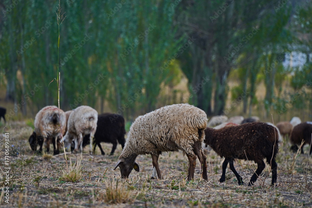 Fototapeta premium Sheep graze in a small field in the village. Domestic cattle breeding.