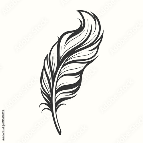 Intricate plume displays detailed feather structure against a clean, light background
