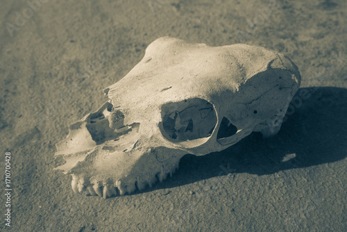 La Sal ViejaWillacy County, Texas09/01/2025Photo by David Pikediscinque@gmail.com