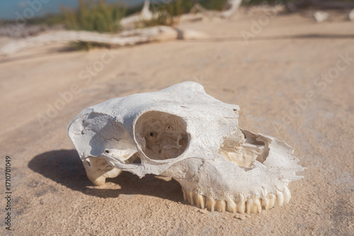 La Sal ViejaWillacy County, Texas09/01/2025Photo by David Pikediscinque@gmail.com