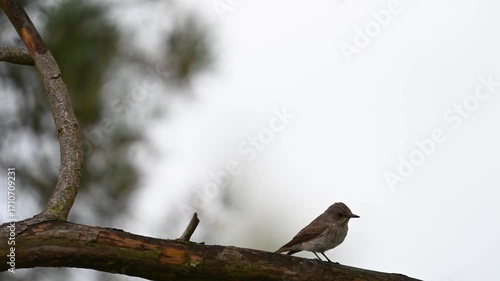 A Close-Up of a Flycatcher on a Branch